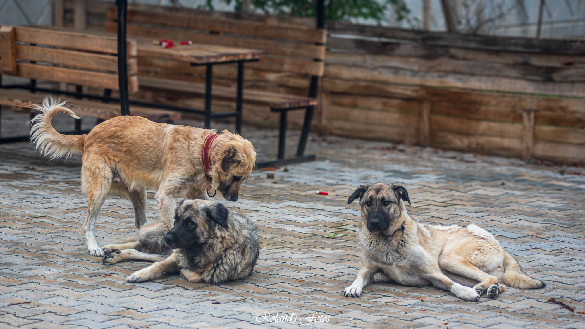 Zwerfhonden en compassie: de lastige keuze van een nieuw thuis