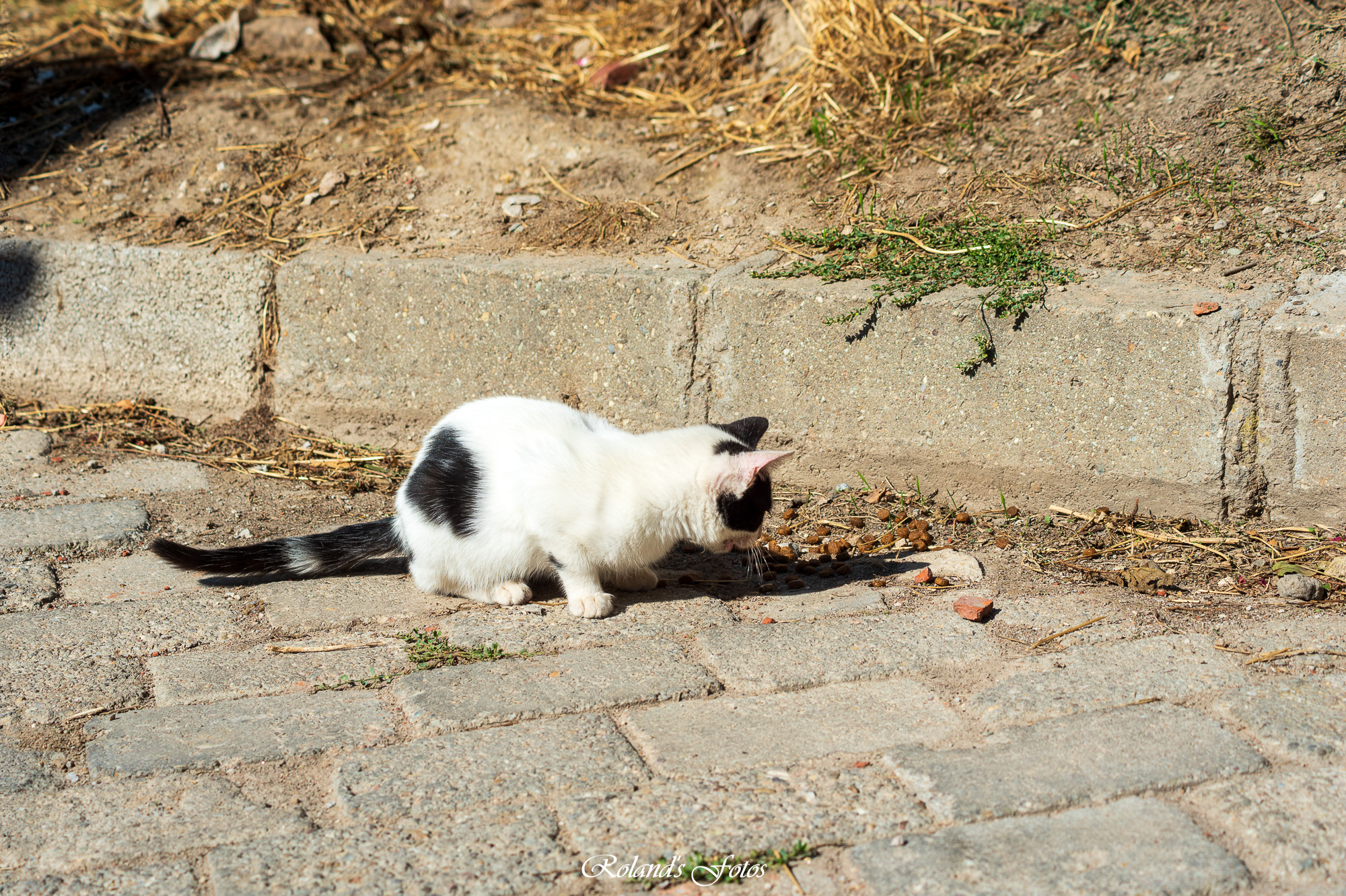 Zwerfkatten, winter en een hoop papier