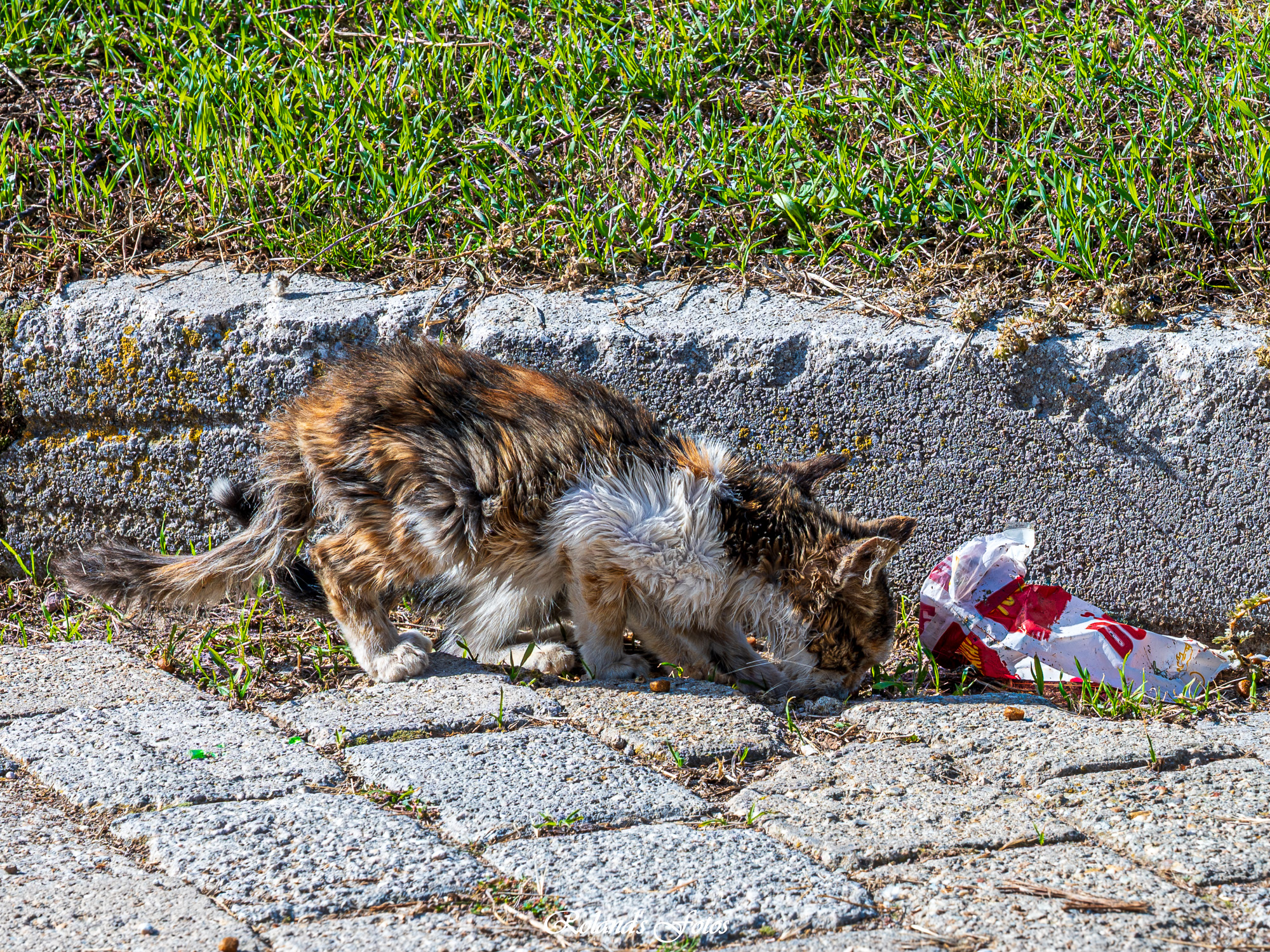 Zwerfkatten in Şuhut: het bewijsmateriaal